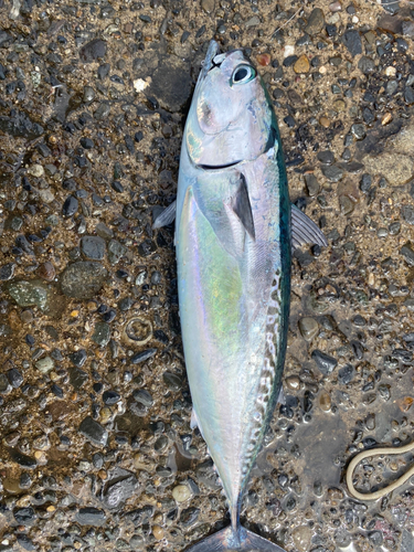 カツオの釣果