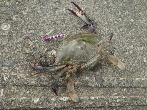 カニの釣果