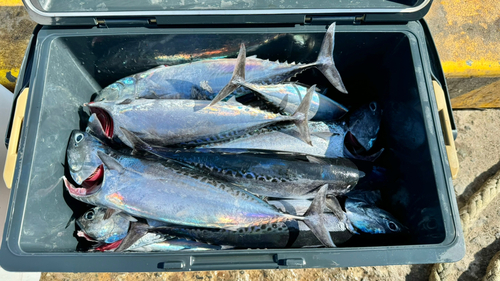 ソウダガツオの釣果