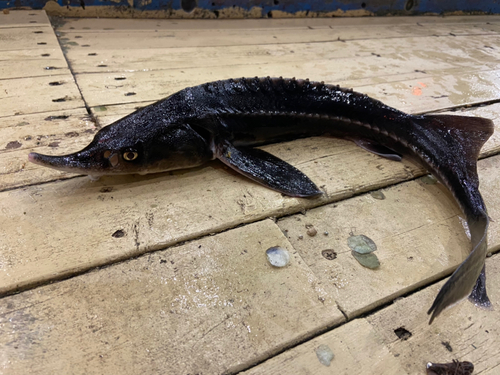 チョウザメの釣果