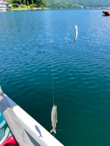 ワカサギの釣果