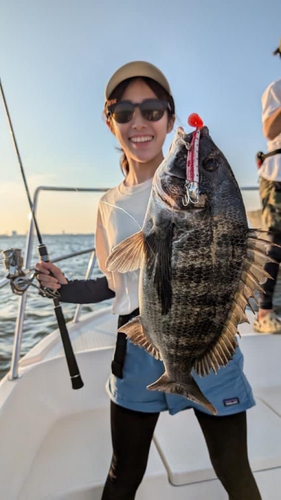 チヌの釣果