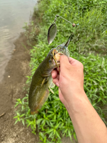 マナマズの釣果