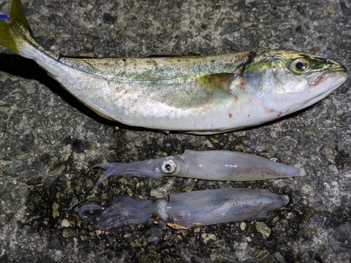 ケンサキイカの釣果