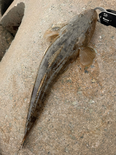 マゴチの釣果