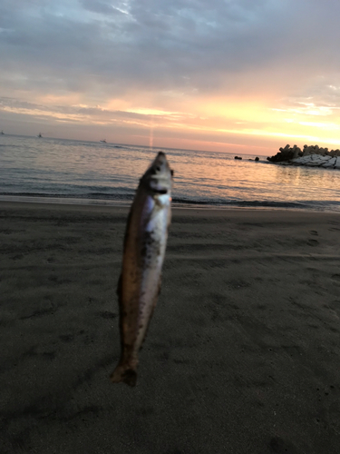 シロギスの釣果