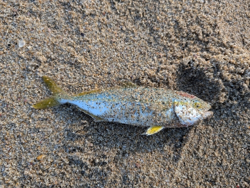 ワカシの釣果