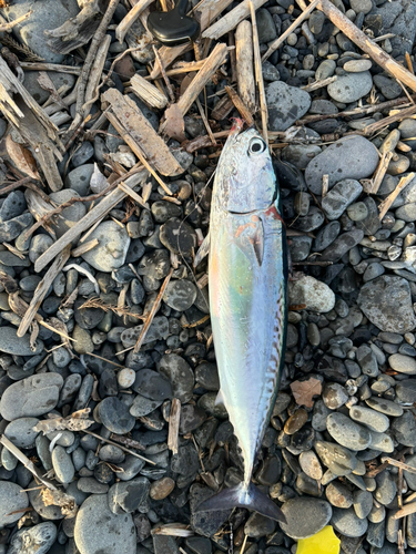 ソウダガツオの釣果