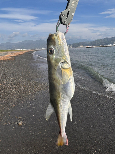 シロサバフグの釣果