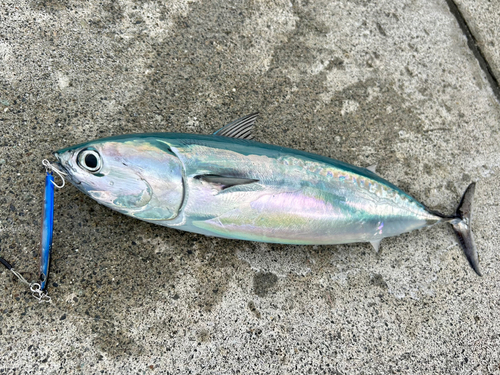 マルソウダの釣果