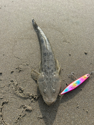 マゴチの釣果