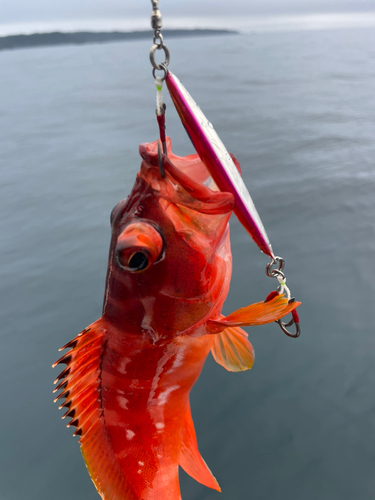 アカハタの釣果