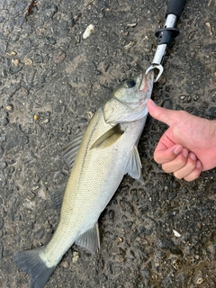 セイゴ（ヒラスズキ）の釣果