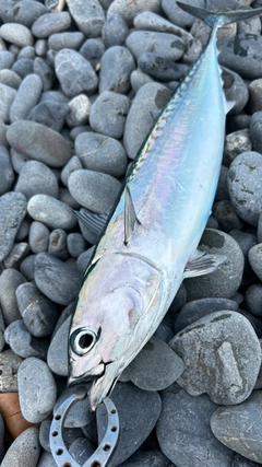 ソウダガツオの釣果