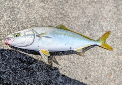 ウグイの釣果