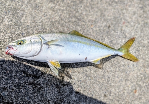 ウグイの釣果