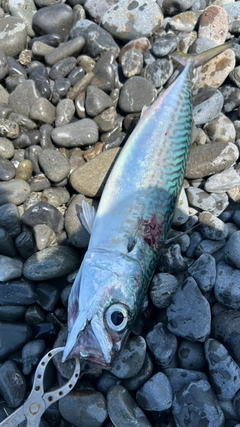 サバの釣果