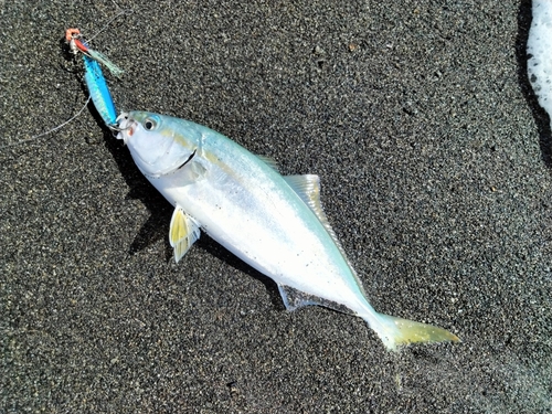 ワカシの釣果