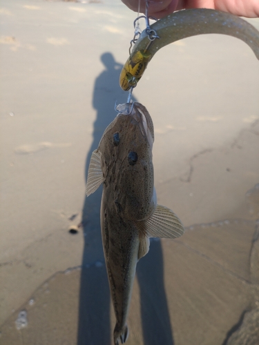 マゴチの釣果