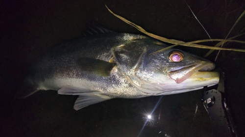 フッコ（マルスズキ）の釣果