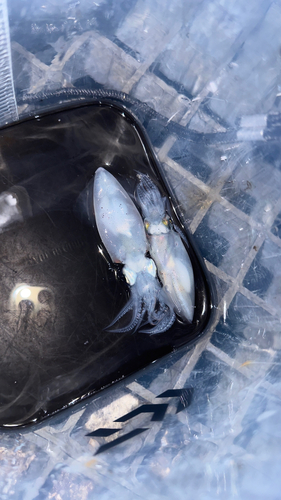 ヒイカの釣果