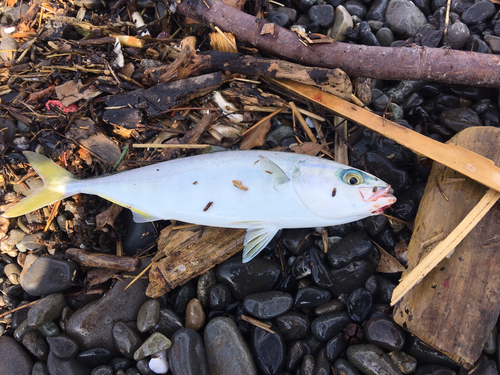 ワカシの釣果