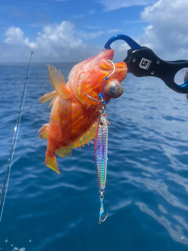 ウッカリカサゴの釣果