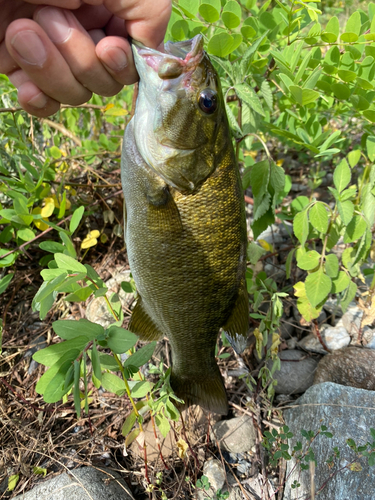 スモールマウスバスの釣果