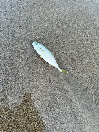 ショゴの釣果