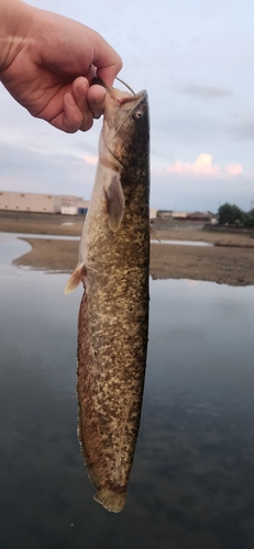 ナマズの釣果