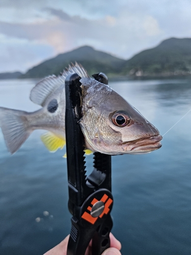 クロホシフエダイの釣果