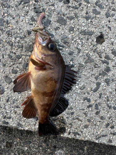 アカメバルの釣果