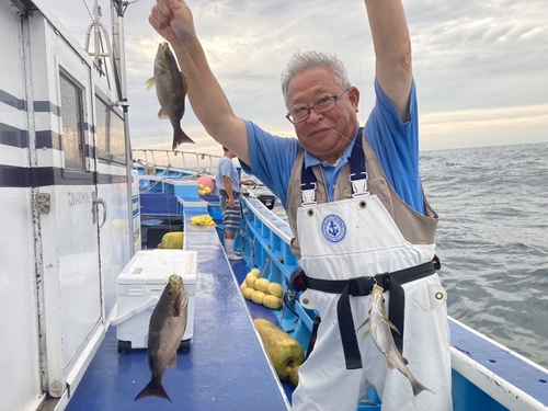 イサキの釣果