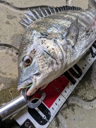 クロダイの釣果