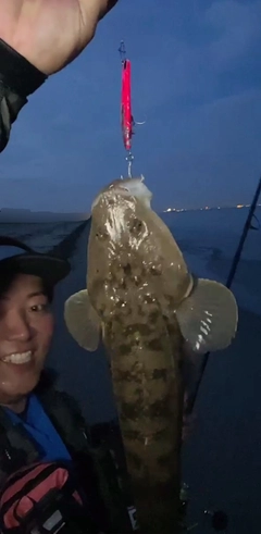 マゴチの釣果