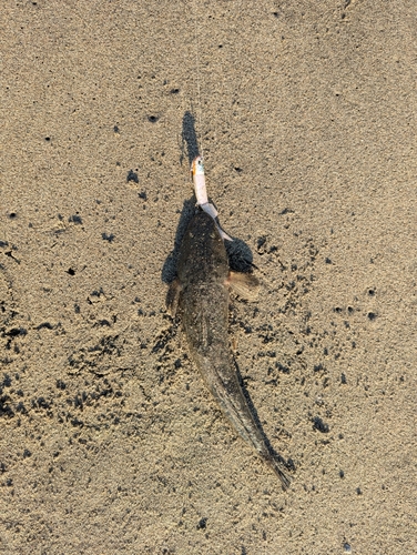 マゴチの釣果