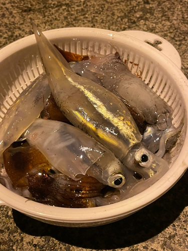 イカの釣果