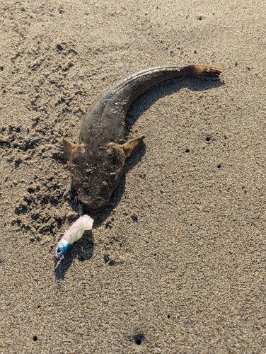 マゴチの釣果