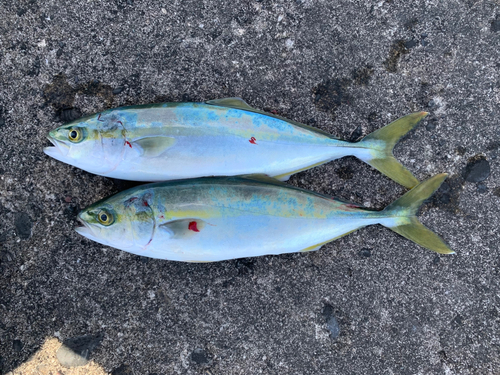 ツバスの釣果