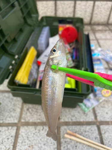 キスの釣果