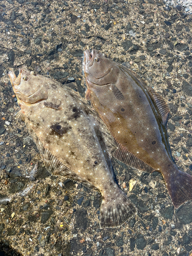 ヒラメの釣果