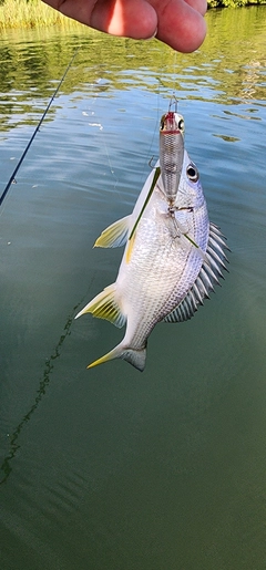 キビレの釣果