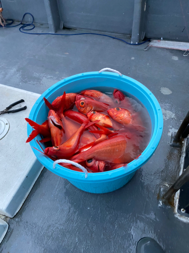 キンメダイの釣果