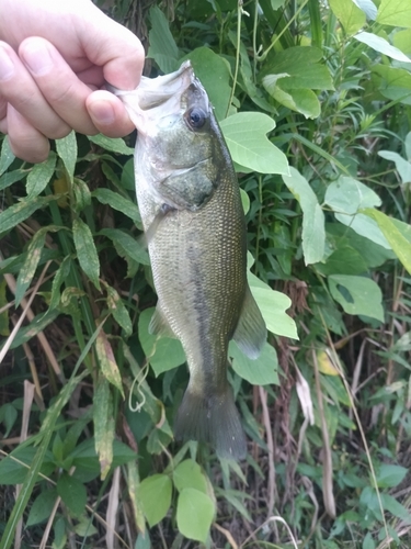 ラージマウスバスの釣果