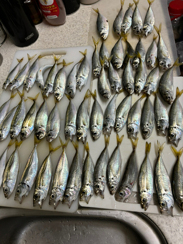 アジの釣果