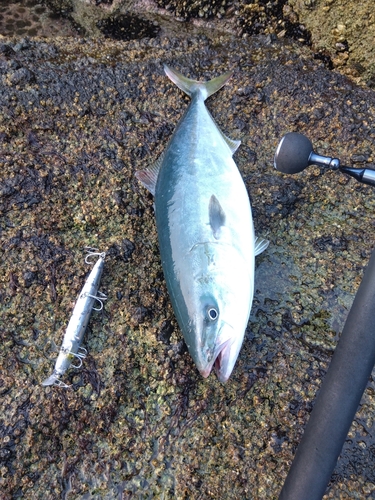 イナダの釣果