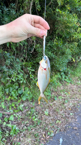 ネリゴの釣果