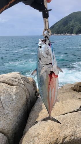 ソウダガツオの釣果