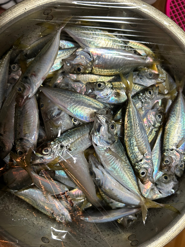 アジの釣果