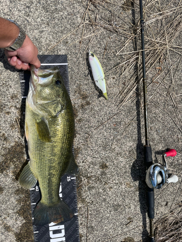 ブラックバスの釣果